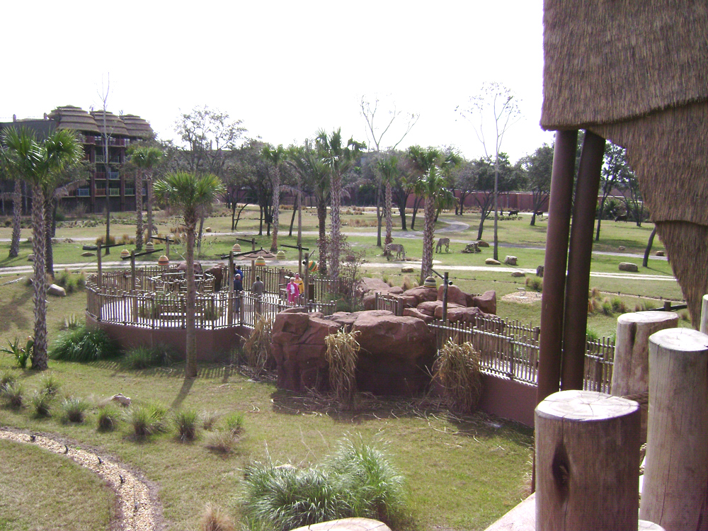 animal kingdom kidani savanna